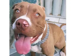 Cachorro raça Pitbull  idade 1 ano nome Niklaus 