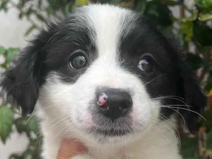 Cachorro raça SRD idade Abaixo de 2 meses nome Sem Nome