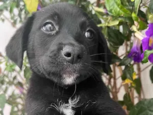 Cachorro raça SRD  idade Abaixo de 2 meses nome Sem Nome