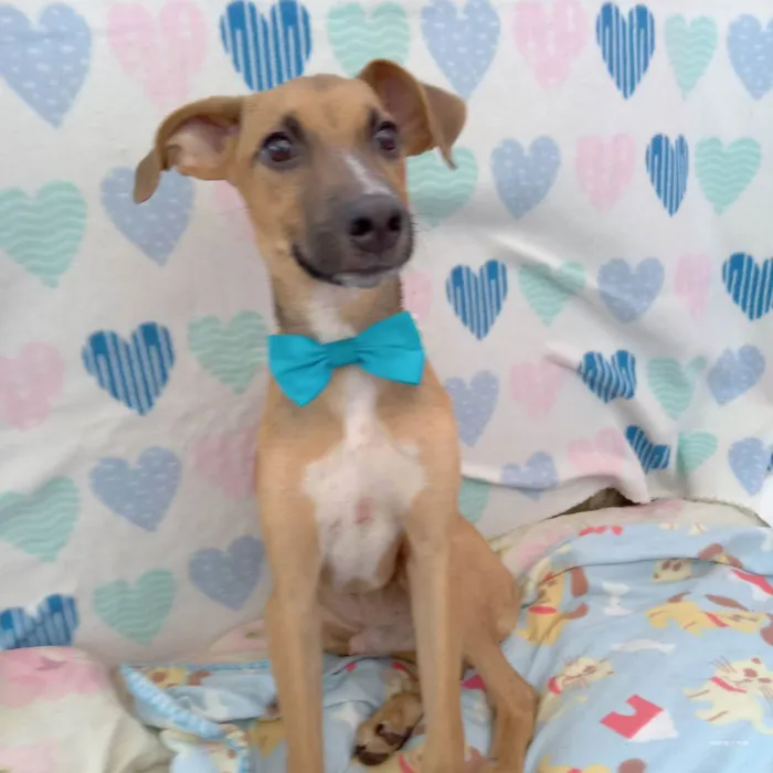 Cachorro raça  idade 2 a 6 meses nome Dom