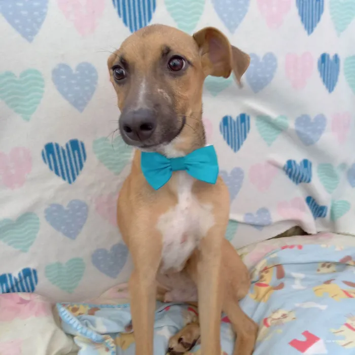 Cachorro raça  idade 2 a 6 meses nome Dom