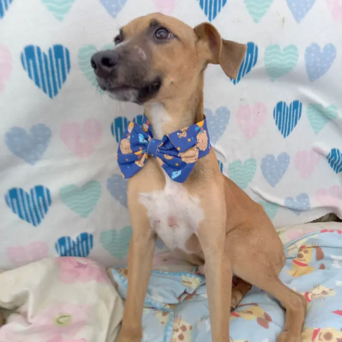 Cachorro raça  idade 2 a 6 meses nome Dom