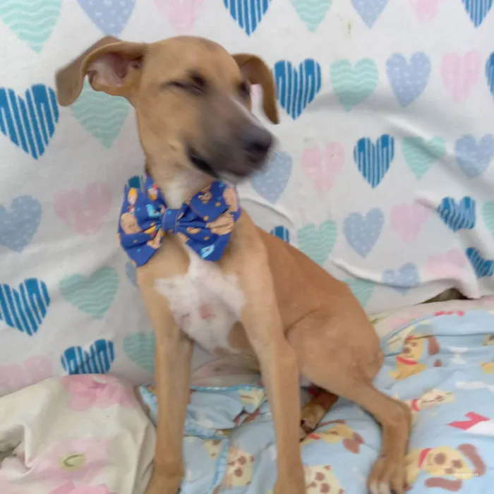 Cachorro raça  idade 2 a 6 meses nome Dom