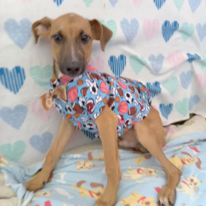 Cachorro raça  idade 2 a 6 meses nome Dom