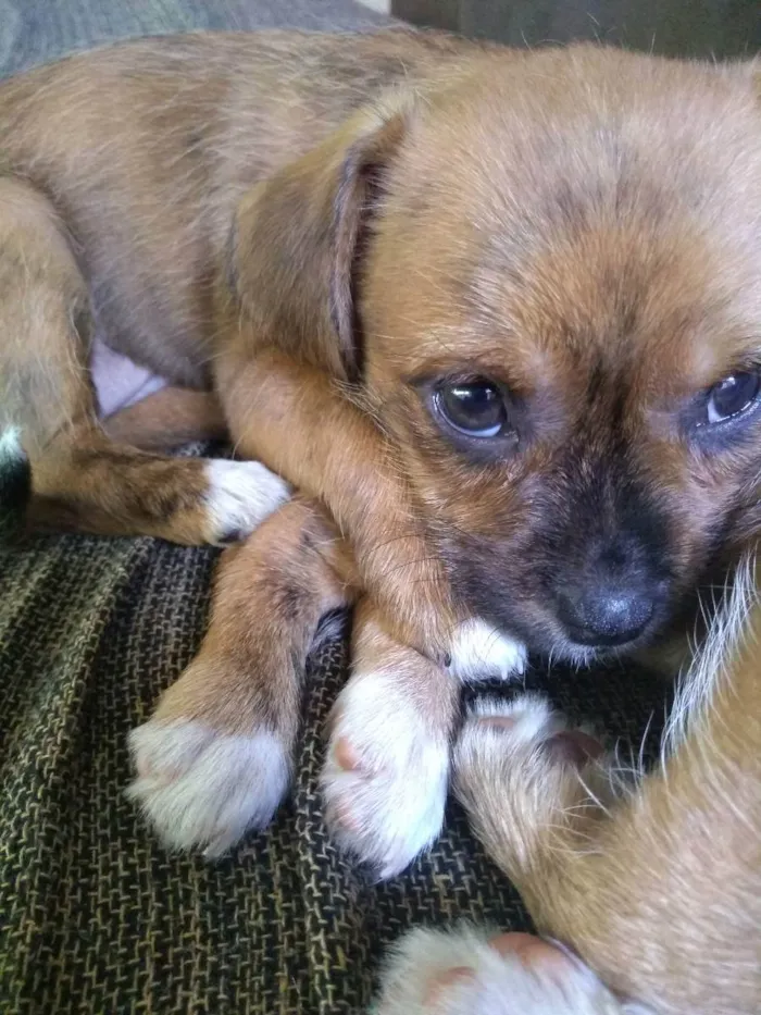Cachorro raça Vira lata idade 2 a 6 meses nome Melissa, e pérola 