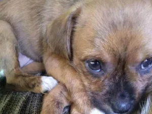 Cachorro raça Vira lata idade 2 a 6 meses nome Melissa, e pérola 