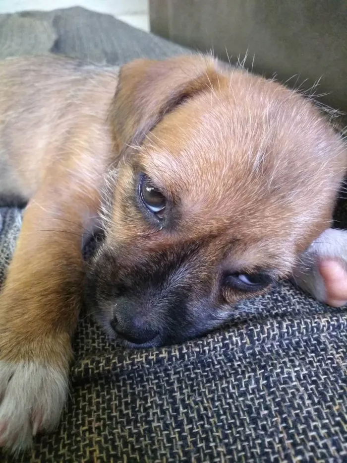 Cachorro raça Vira lata idade 2 a 6 meses nome Melissa, e pérola 