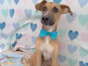 Cachorro raça  idade 2 a 6 meses nome Dom