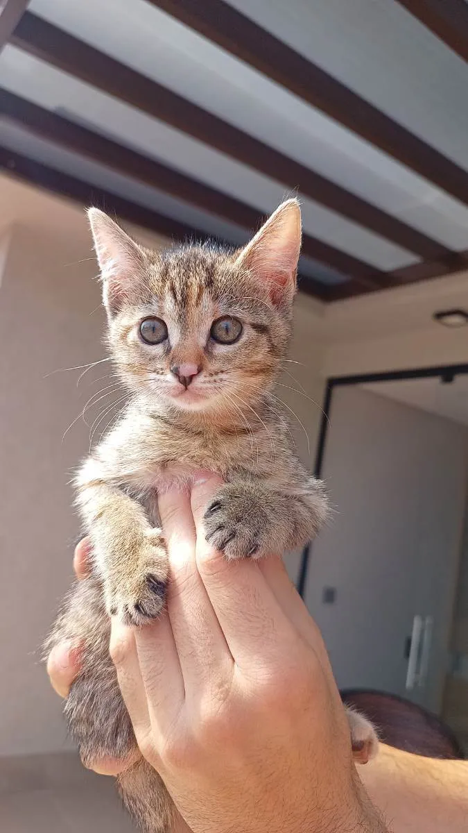 Gato ra a Não definida idade Abaixo de 2 meses nome Kayte