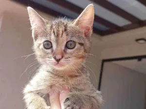 Gato raça Não definida idade Abaixo de 2 meses nome Kayte