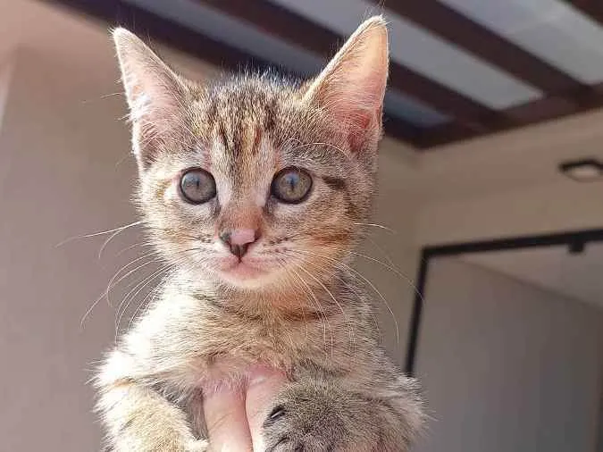 Gato ra a Não definida idade Abaixo de 2 meses nome Kayte