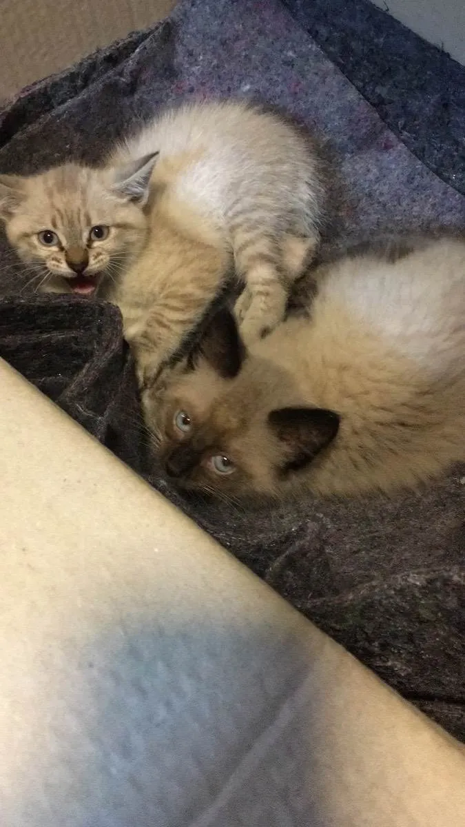 Gato ra a Não consigo identificar  idade 2 a 6 meses nome Sem nome 