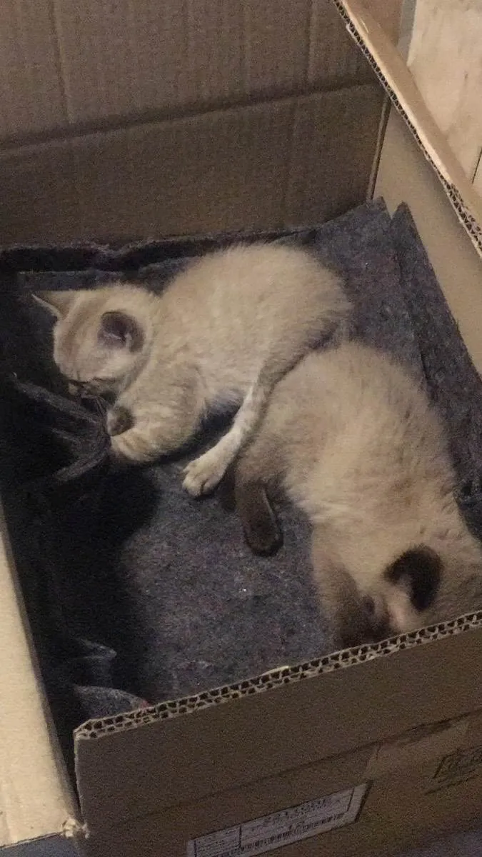 Gato ra a Não consigo identificar  idade 2 a 6 meses nome Sem nome 