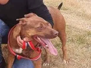 Cachorro ra a Bokes idade 4 anos nome Kiara