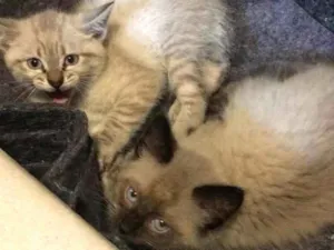 Gato raça Não consigo identificar  idade 2 a 6 meses nome Sem nome 