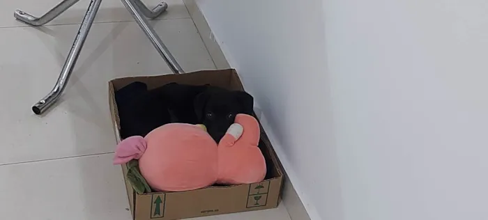 Cachorro ra a Viralata idade 2 a 6 meses nome Sirius