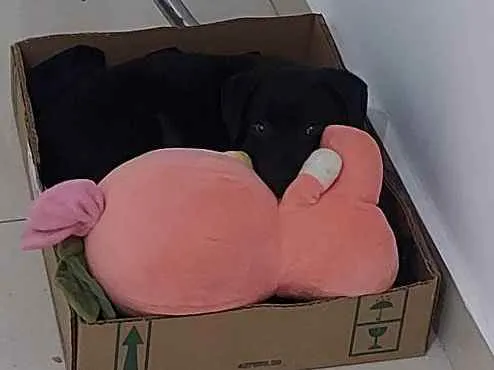 Cachorro ra a Viralata idade 2 a 6 meses nome Sirius