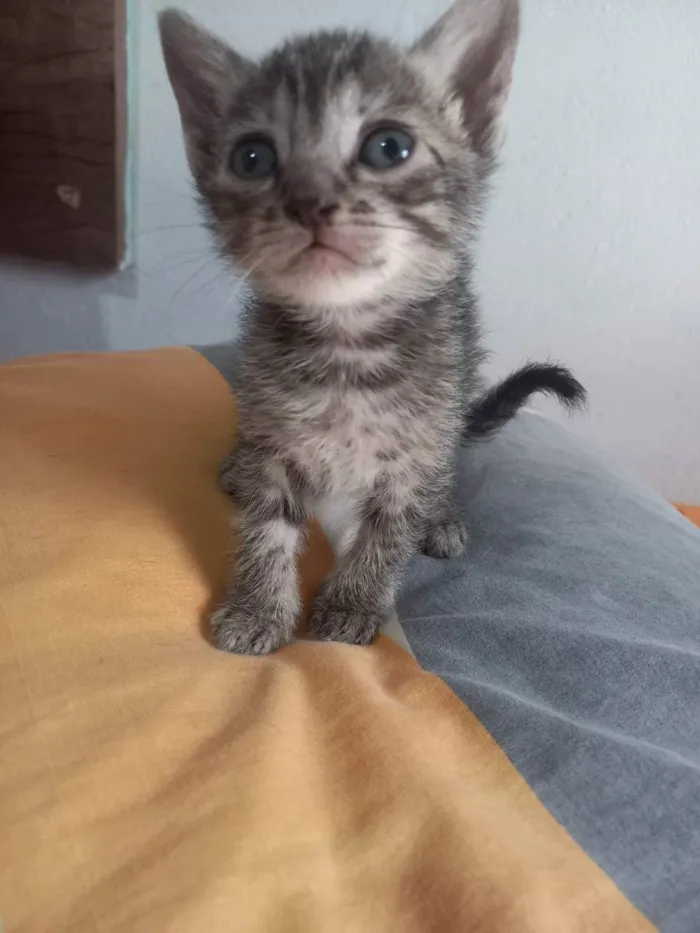 Gato ra a Não sei a raça  idade Abaixo de 2 meses nome Não tem nome 