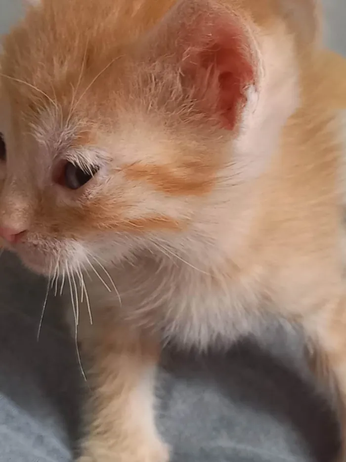 Gato ra a Não sei a raça  idade Abaixo de 2 meses nome Não tem nome 