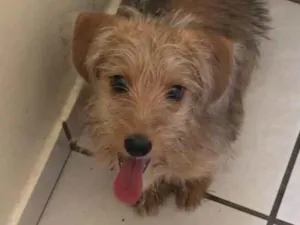 Cachorro raça Não sei  idade 2 a 6 meses nome Jorge 