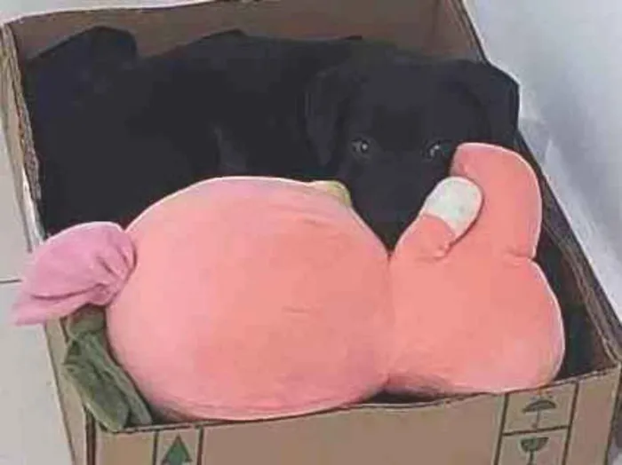 Cachorro ra a Viralata idade 2 a 6 meses nome Sirius