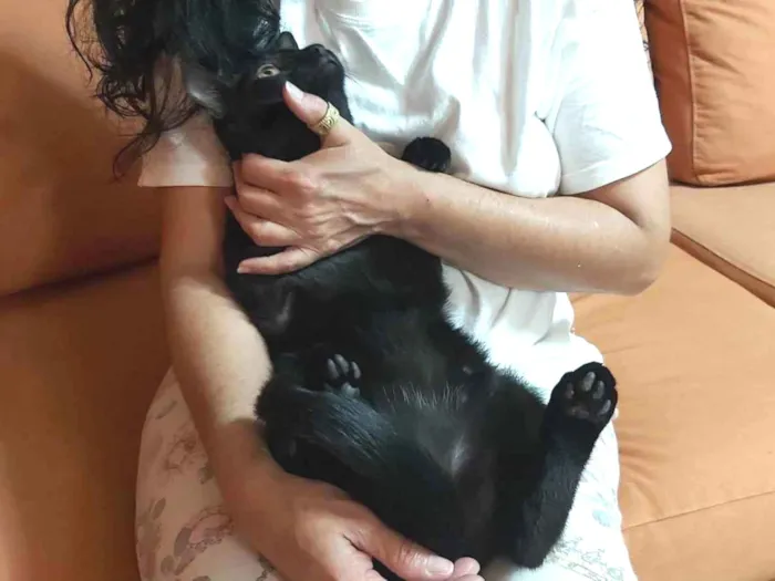 Gato raça SRD idade 2 a 6 meses nome Fill