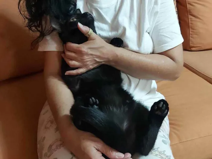 Gato raça SRD idade 2 a 6 meses nome Fill