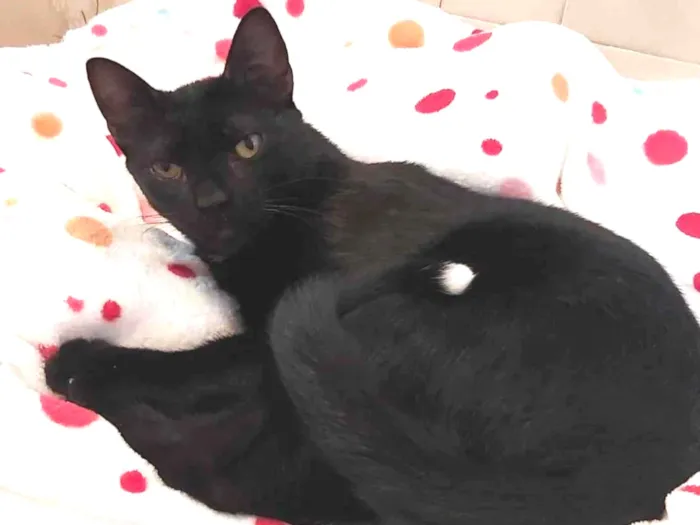 Gato raça SRD idade 2 a 6 meses nome Fill