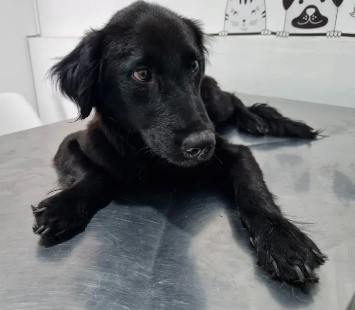 Cachorro raça Sem raça definida  idade 1 ano nome Sem nome