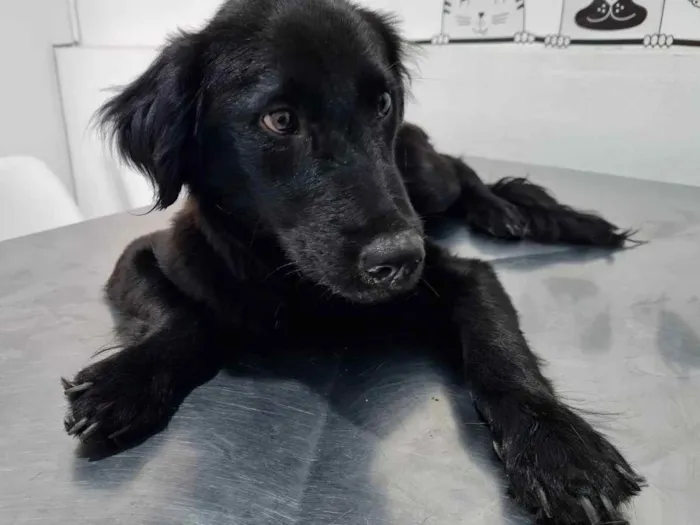 Cachorro raça Sem raça definida  idade 1 ano nome Sem nome