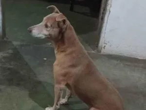 Cachorro raça Viralata com pitimbu  idade 5 anos nome Mel