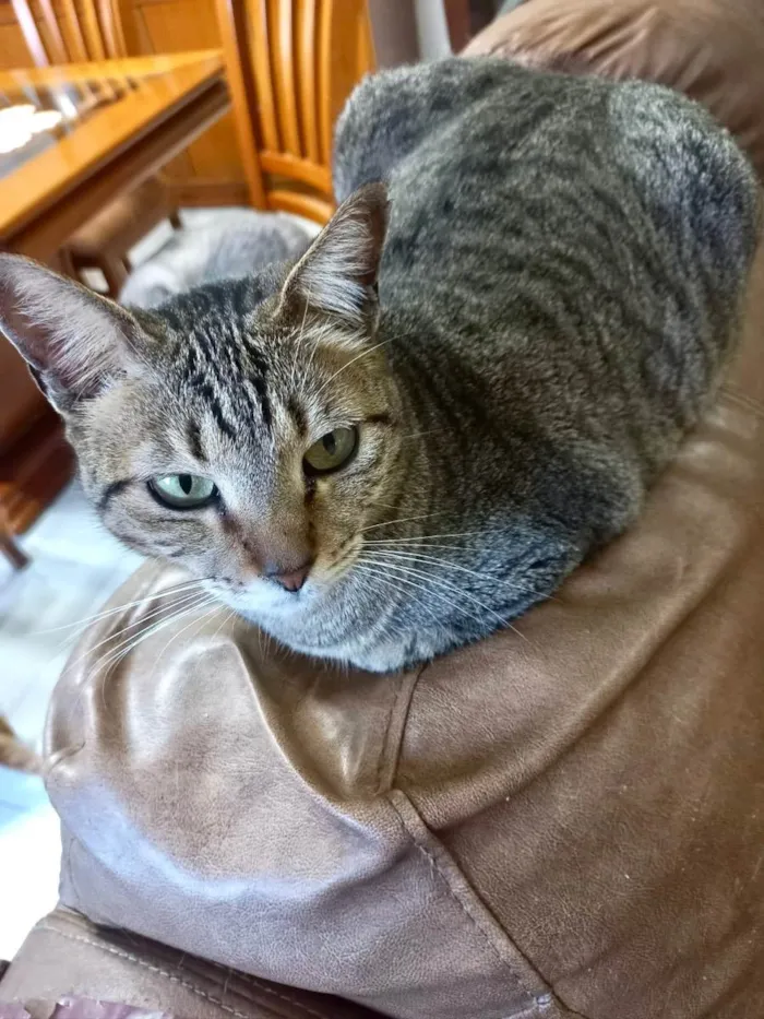 Gato raça Srd idade 1 ano nome Stela Linda 