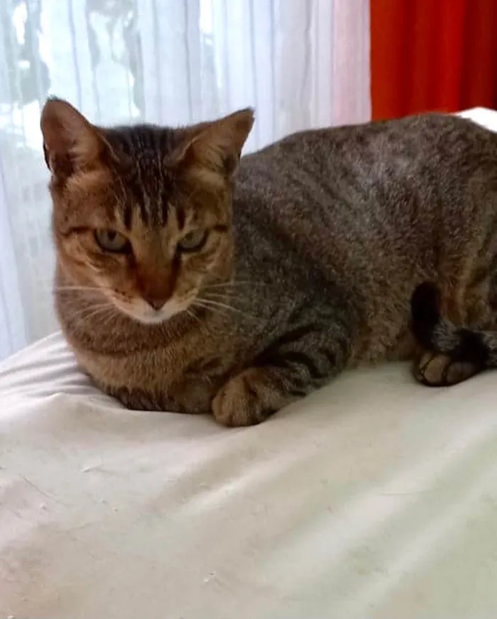 Gato raça Srd idade 1 ano nome Stela Linda 