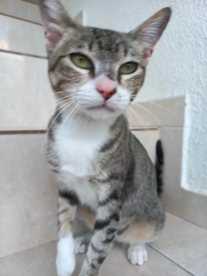 Gato raça Srd idade 7 a 11 meses nome Colette bb11meses 