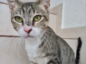 Gato raça Srd idade 7 a 11 meses nome Colette bb11meses 