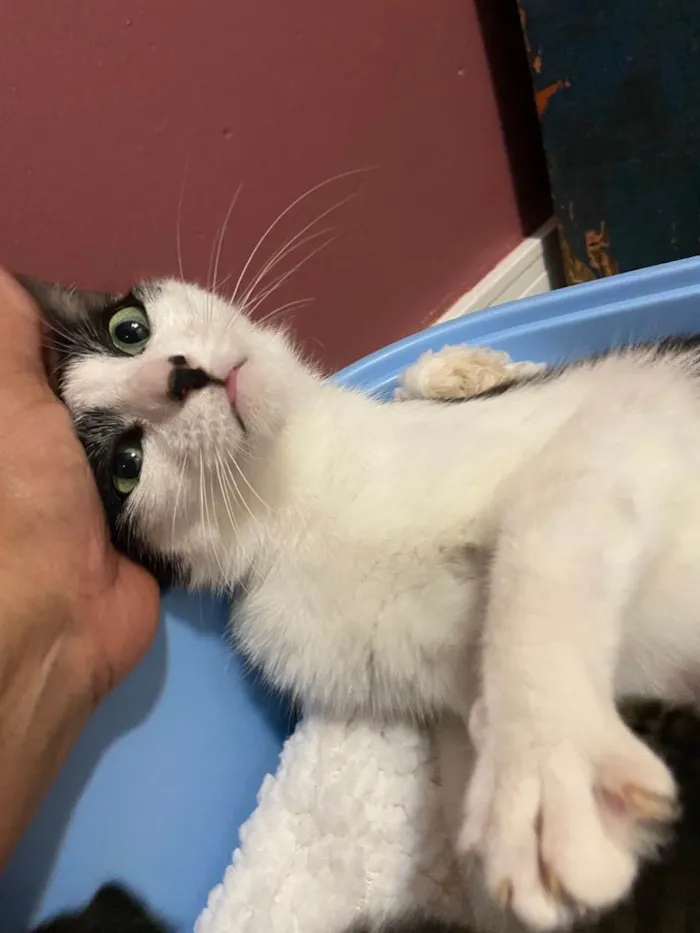 Gato ra a  idade Abaixo de 2 meses nome Jurema e seus 4 bbs