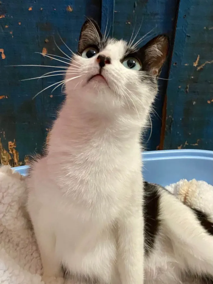Gato ra a  idade Abaixo de 2 meses nome Jurema e seus 4 bbs