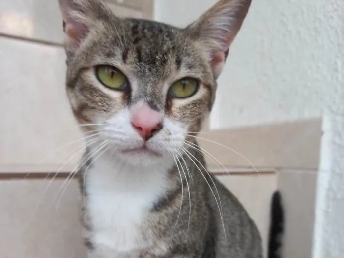 Gato raça Srd idade 7 a 11 meses nome Colette bb11meses 