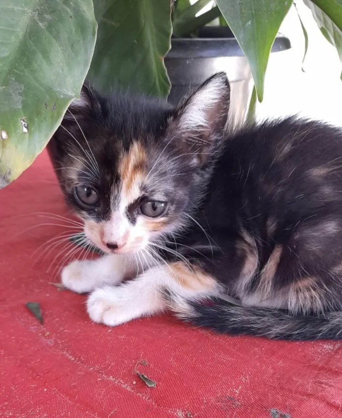 Gato ra a Srd idade Abaixo de 2 meses nome Anabela e Andrezinho