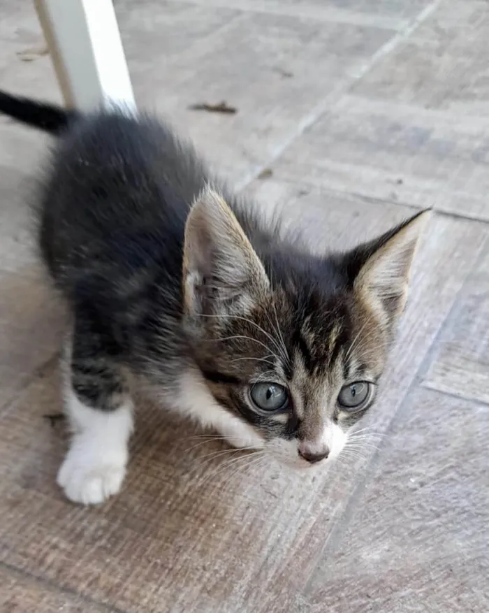 Gato ra a Srd idade Abaixo de 2 meses nome Anabela e Andrezinho
