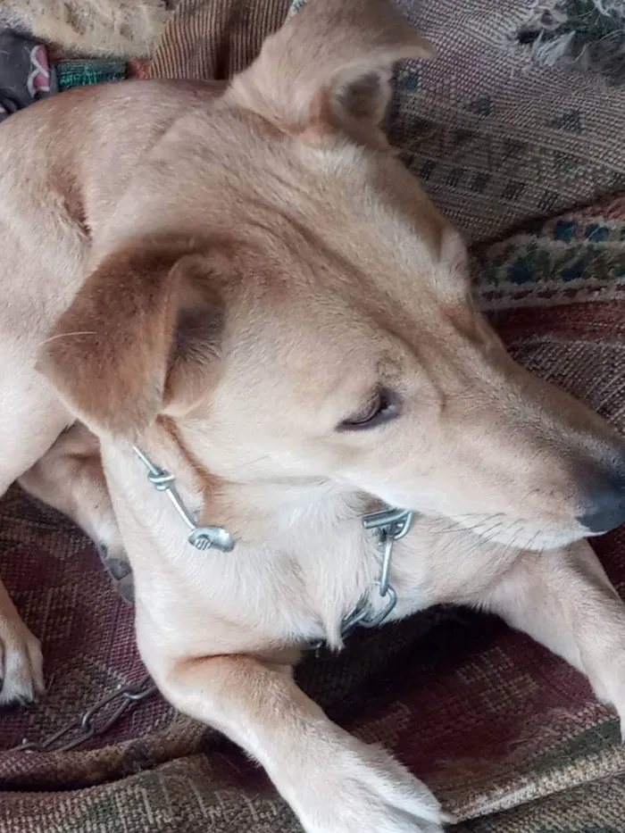 Cachorro ra a Vira lata idade 1 ano nome Amarelo 