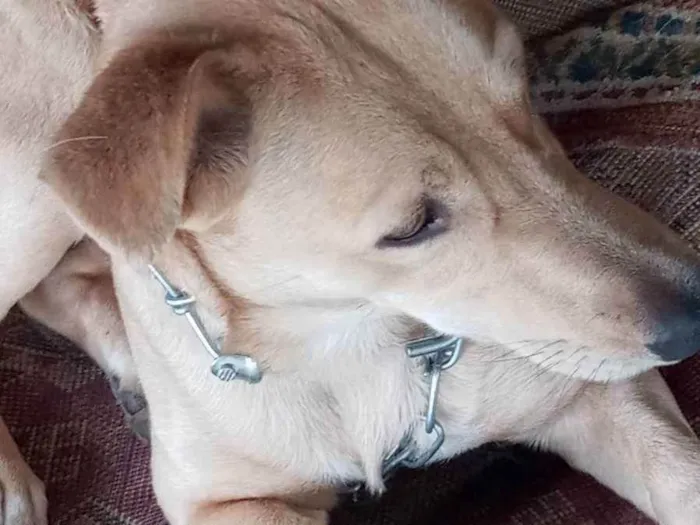 Cachorro ra a Vira lata idade 1 ano nome Amarelo 