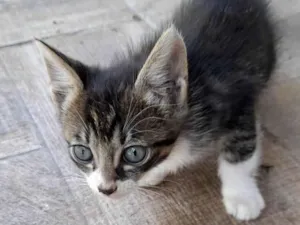 Gato raça Srd idade Abaixo de 2 meses nome Anabela e Andrezinho