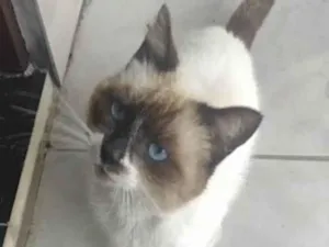 Gato raça Srd idade 1 ano nome Jerônimo 
