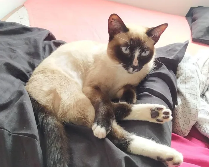 Gato ra a Sem raça idade 7 a 11 meses nome Lindinha 