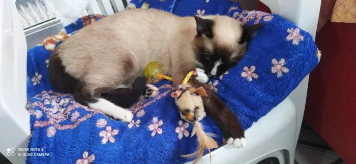 Gato ra a Sem raça idade 7 a 11 meses nome Lindinha 