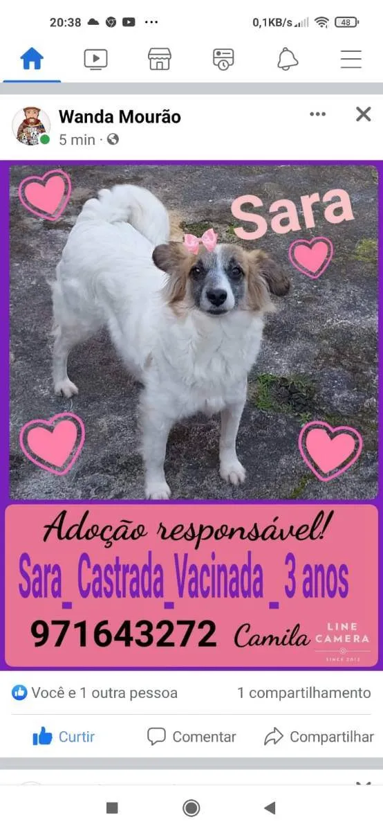 Cachorro ra a SRD idade 3 anos nome Sara