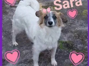 Cachorro raça SRD idade 3 anos nome Sara