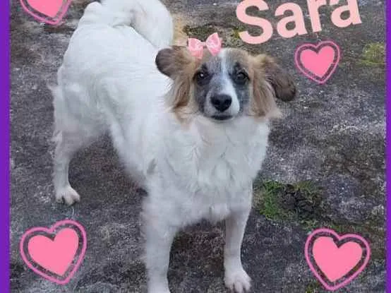 Cachorro ra a SRD idade 3 anos nome Sara