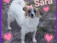 Sara